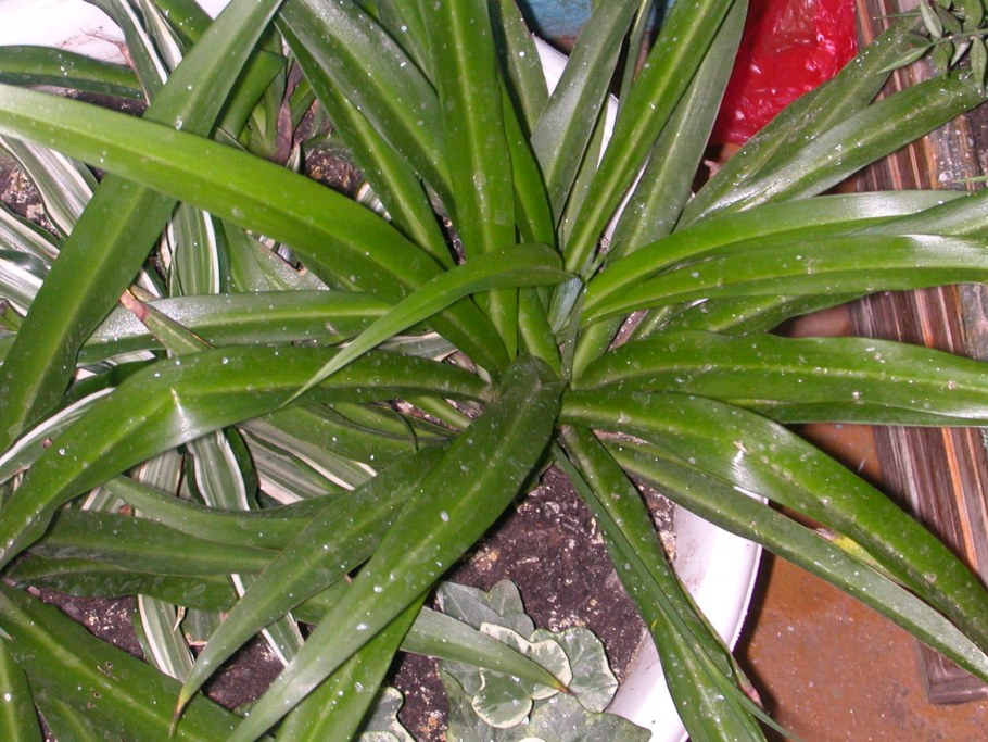 Зефирантес Робустус