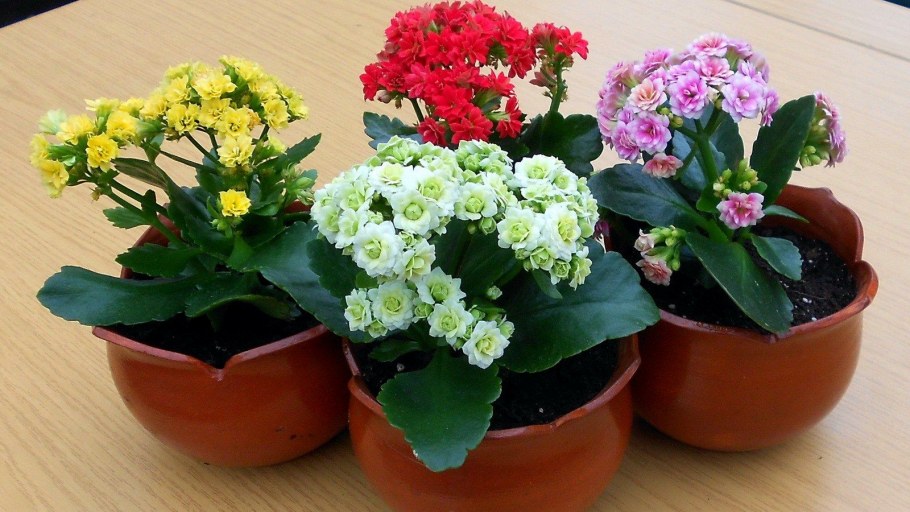 Алоэ аристата 12/20