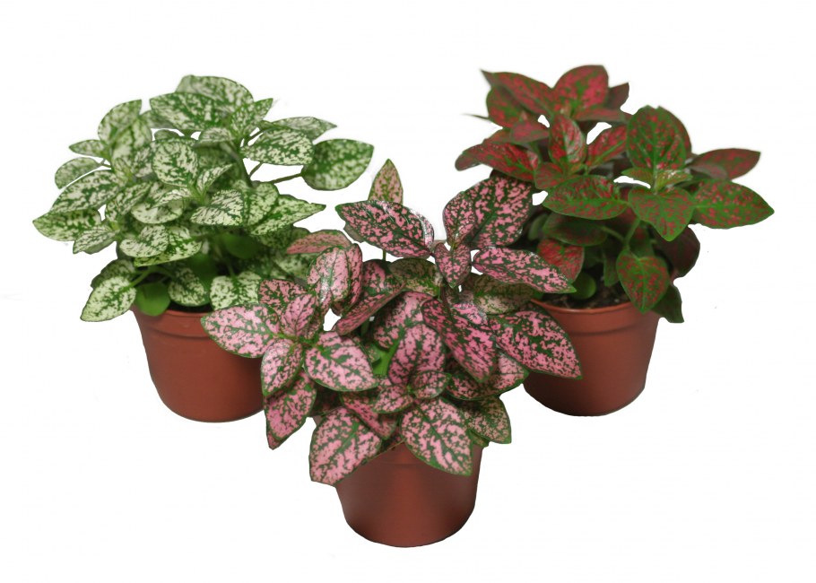 Плант микс гипоэстес