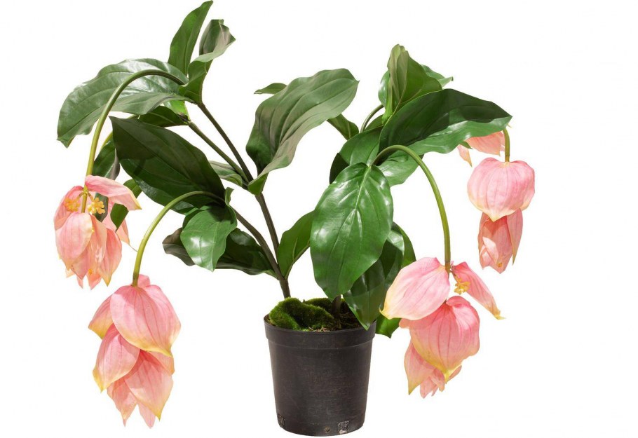 Мединилла- Medinilla