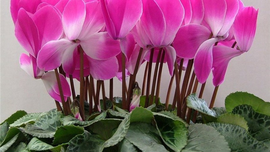 Полезные растения в доме