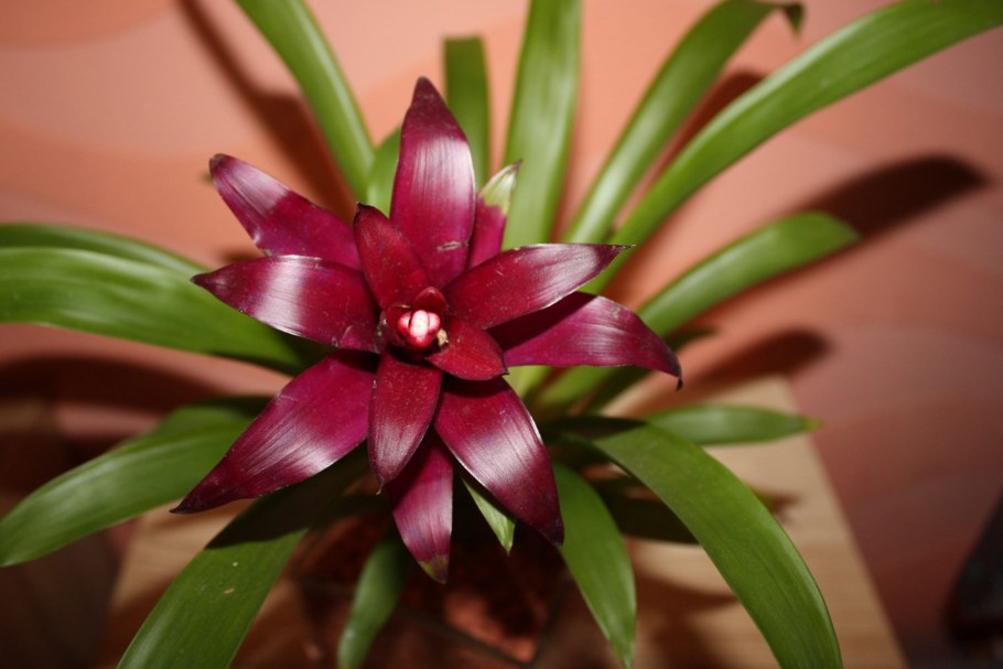 Рохея суккулент