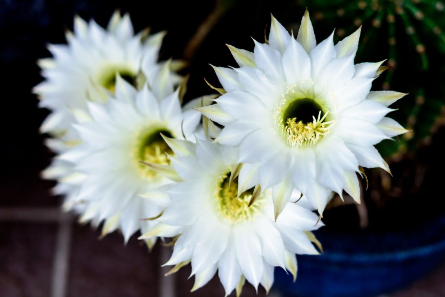 Цикламен комнатный