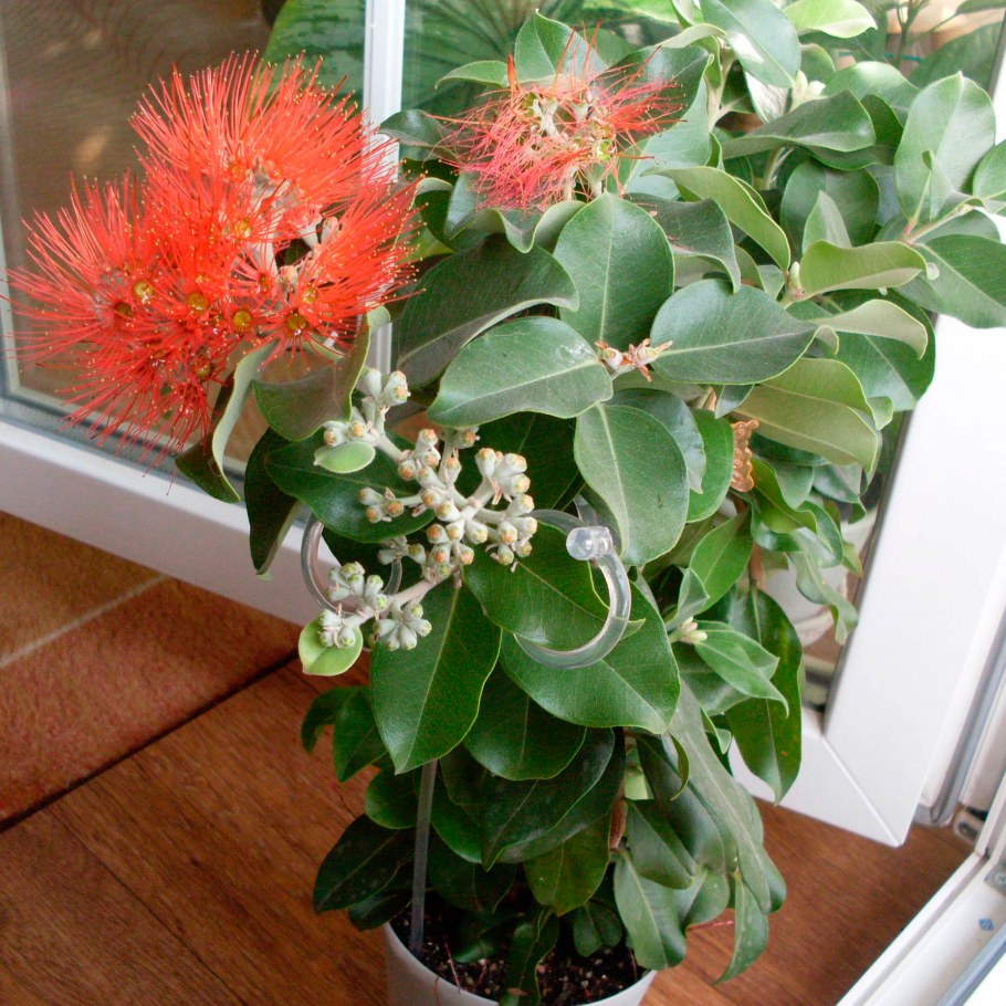 Maranta leuconeura 'kerchoveana'