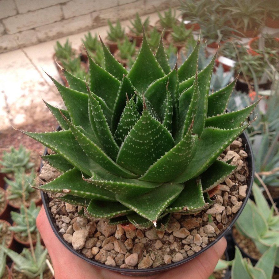 Эсхинантус Специозус