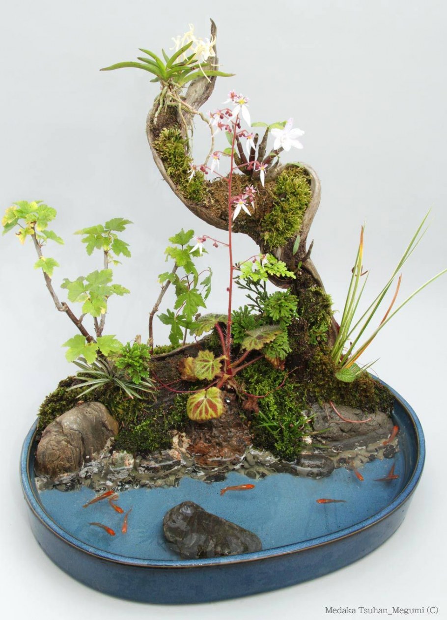 Мини сад в горшке в японском стиле