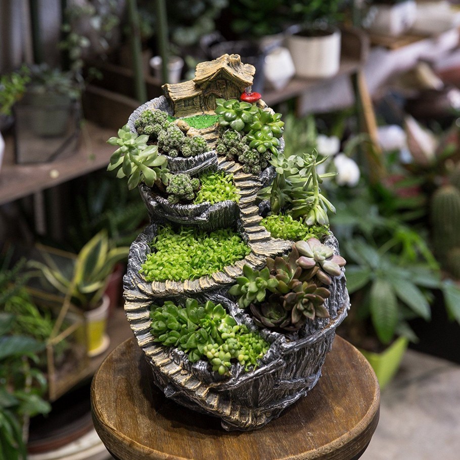 Садик из суккулентов