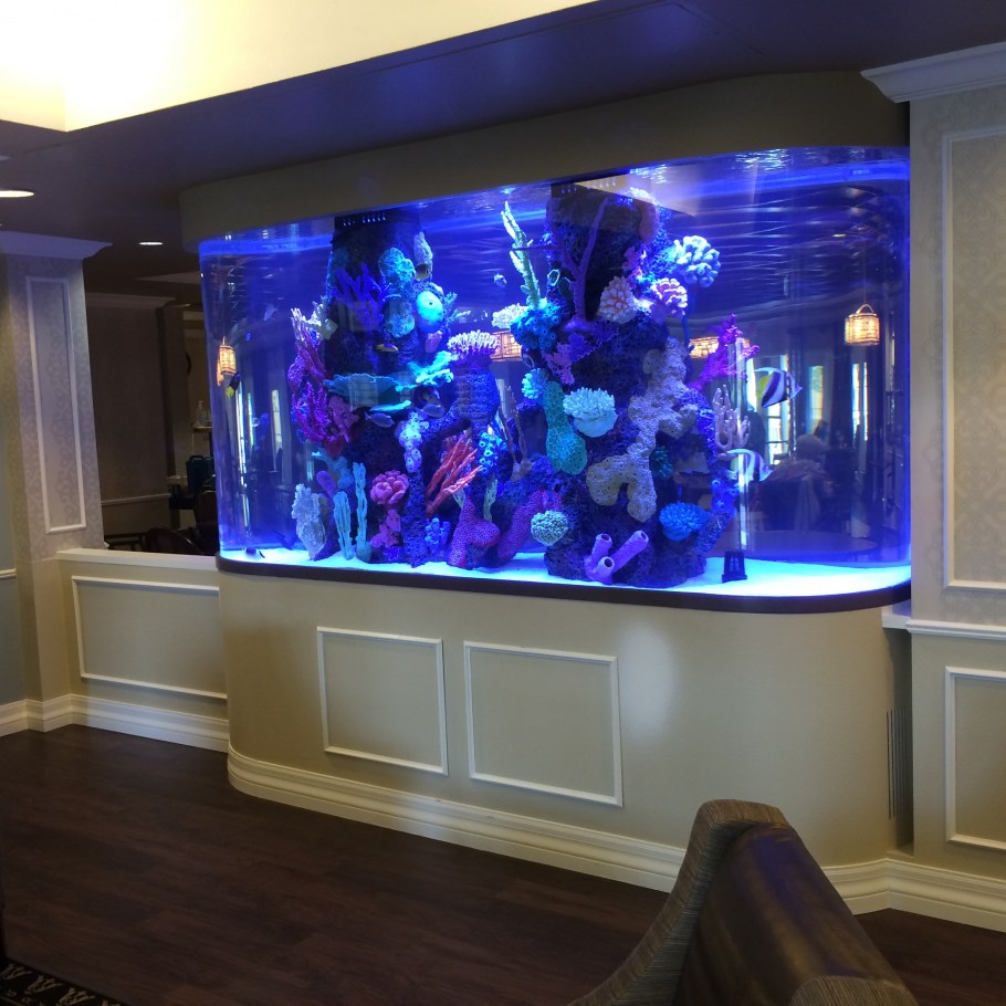 Красивые аквариумы в квартире