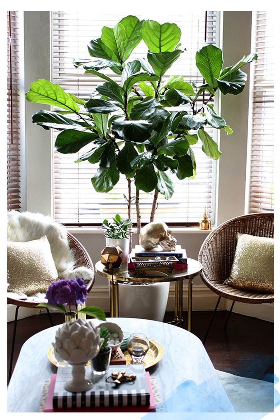 Fiddle Leaf Fig растение