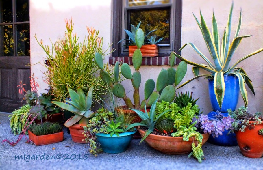 Дисхидия ovata