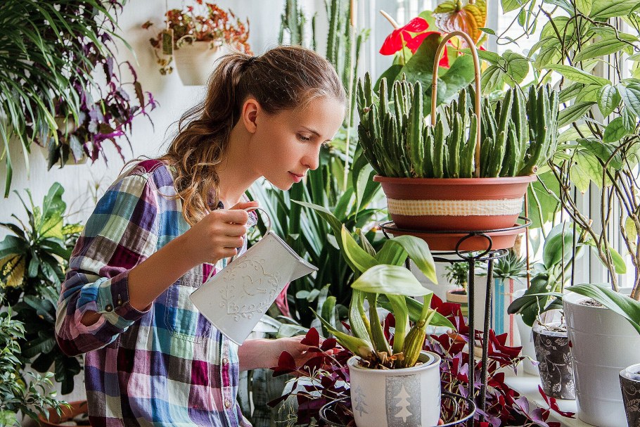 Комнатное цветоводство