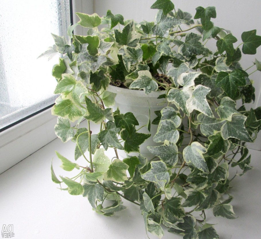 Хедера циссус