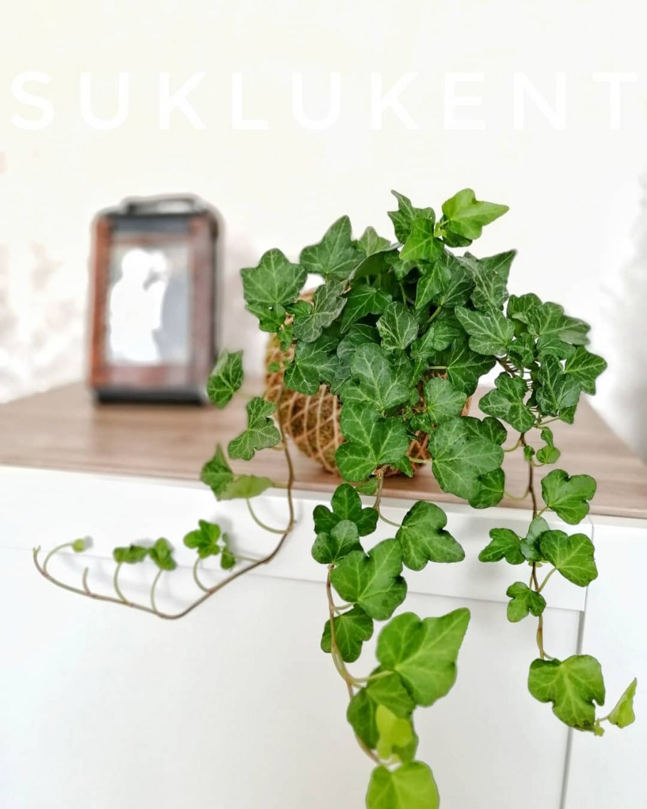 Плющ Hedera Helix