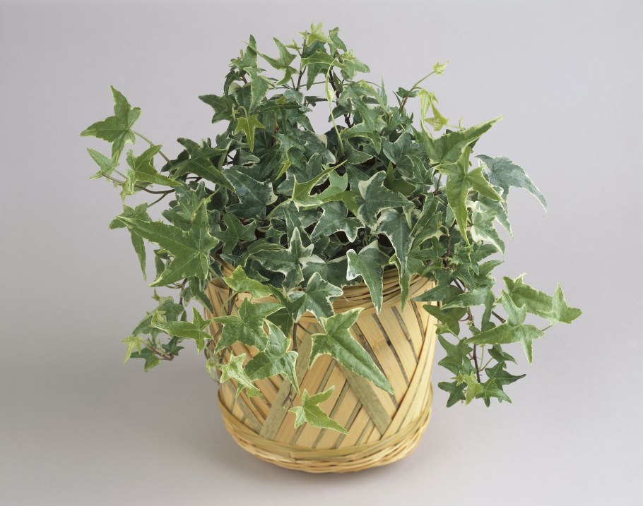 Хедера плющ вариегатный