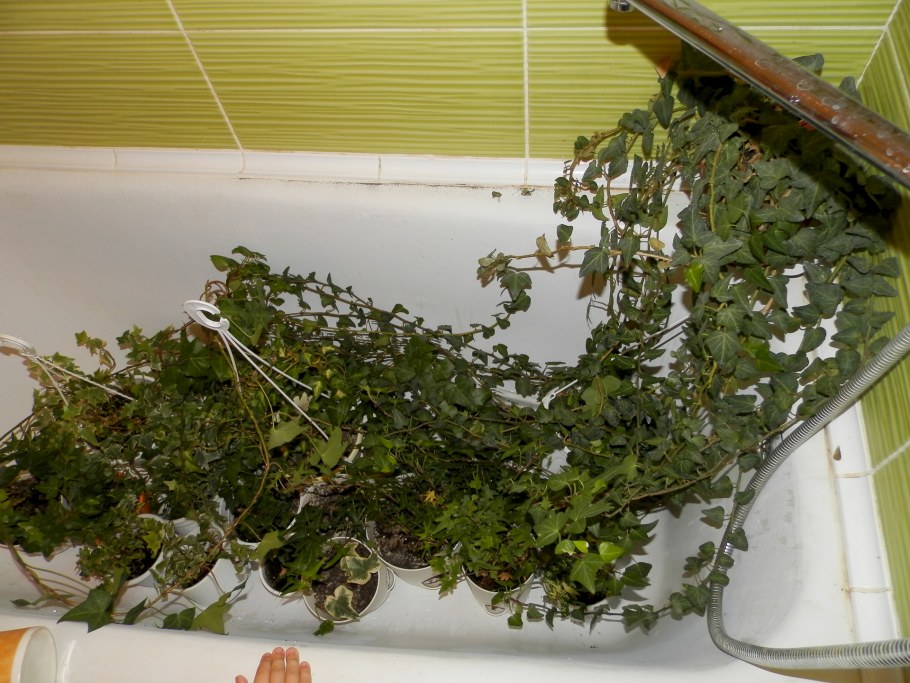 Плющ Хедера