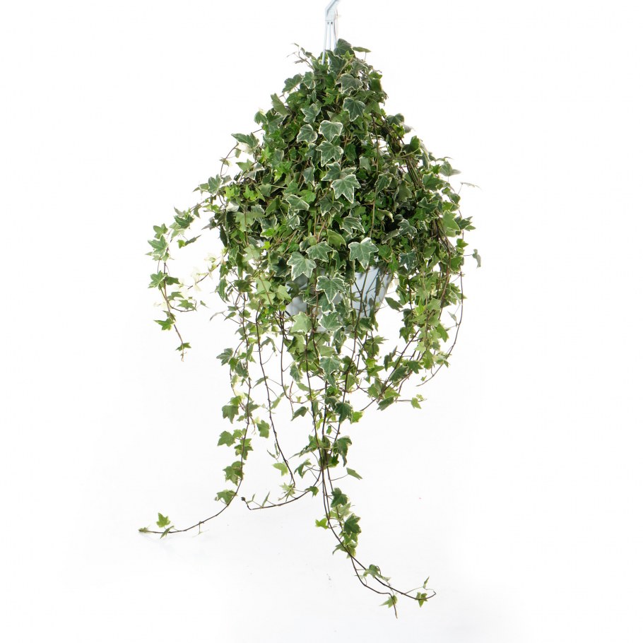 Хедера Хеликс микс подвесная