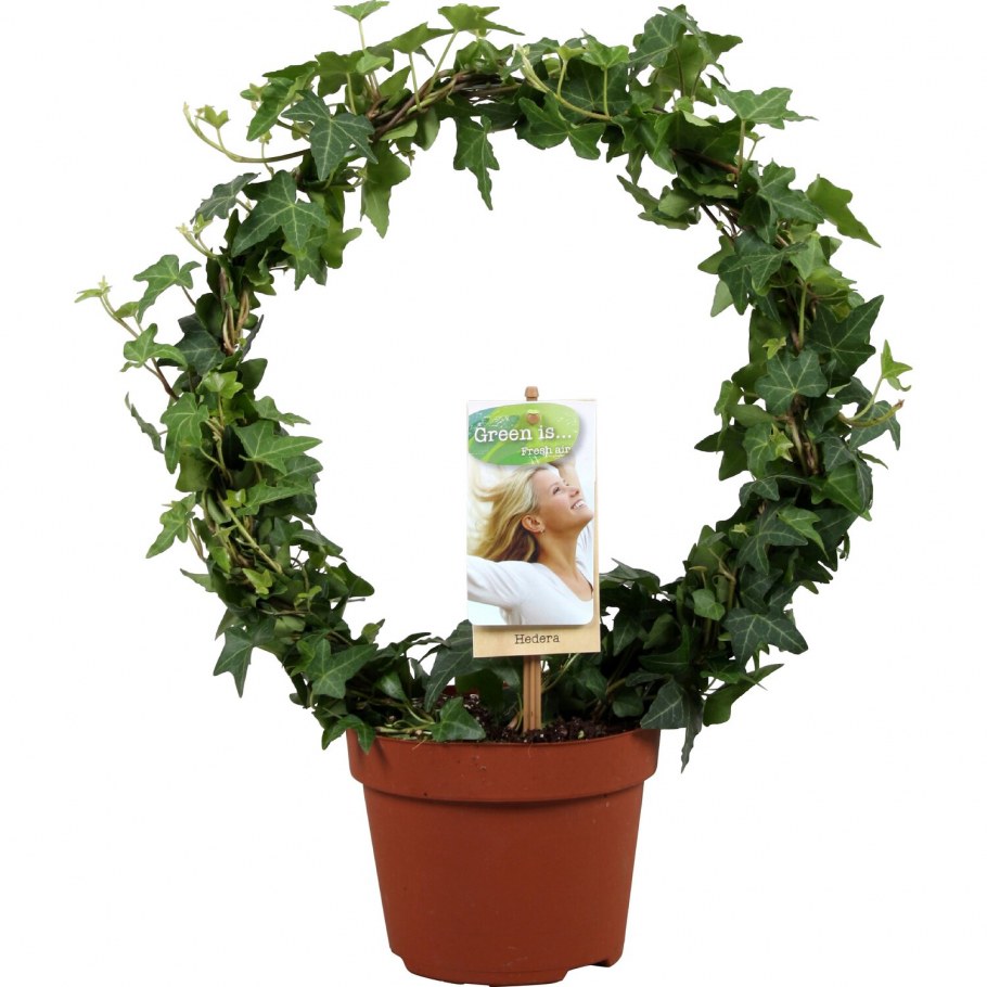 Плющ обыкновенный Woerner