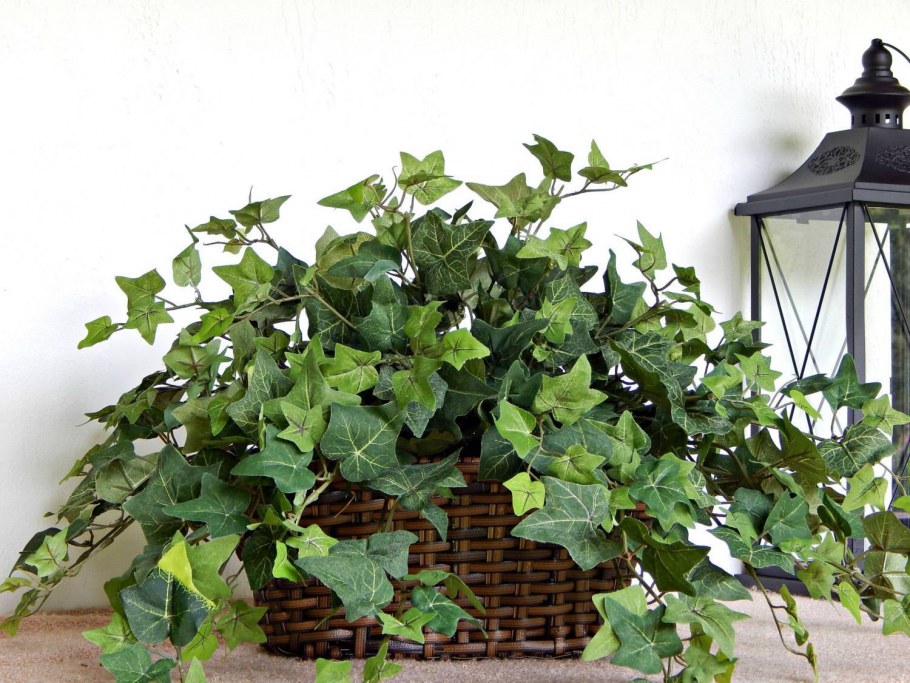 Хедера Хеликс план микс