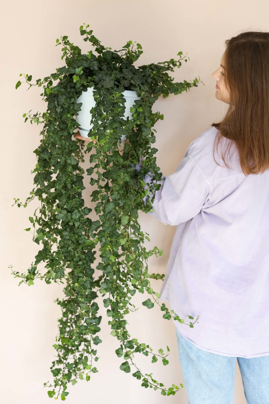 Вьюнок плющ комнатный