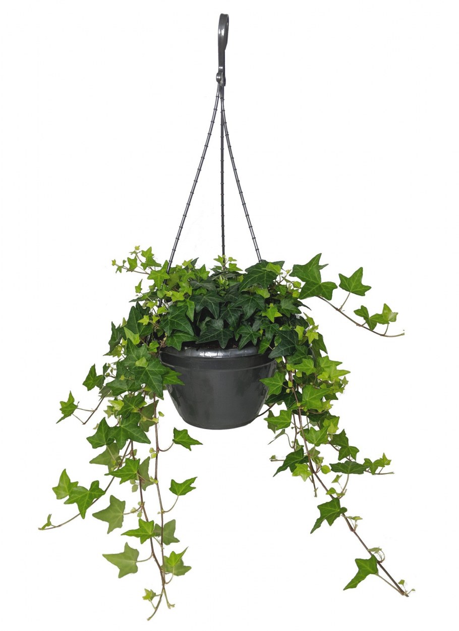 Хедера Хеликс микс в интерьере