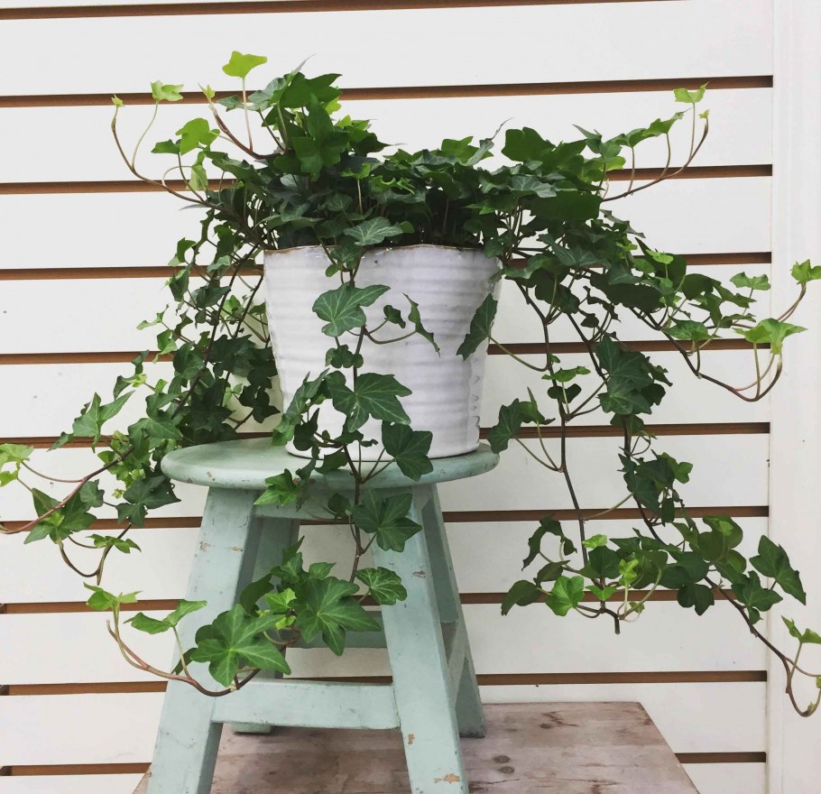 Плющ Hedera Helix