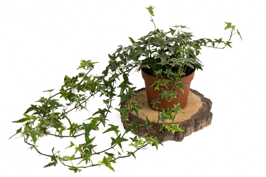 Хедера Хеликс микс