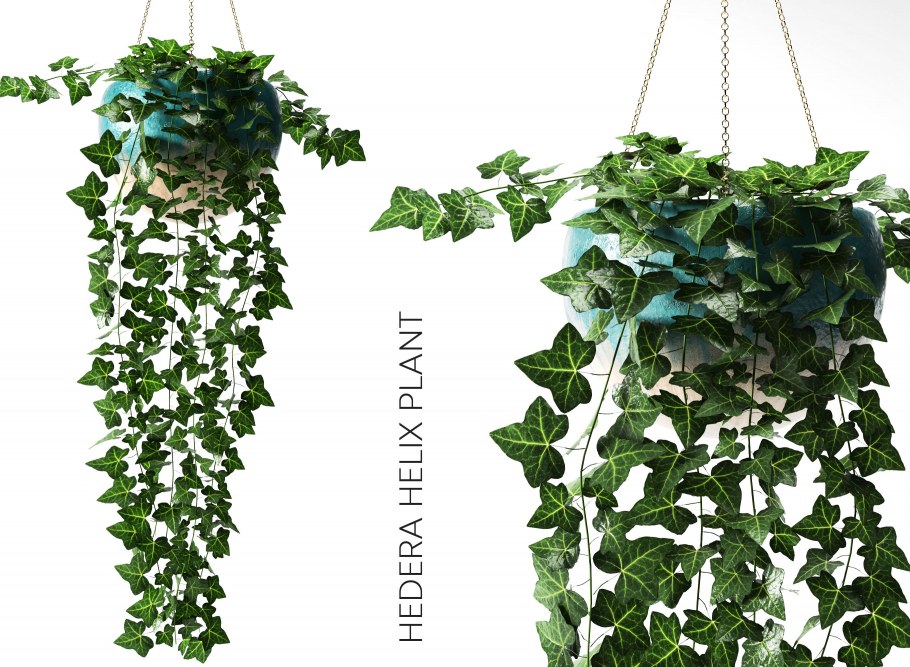 Плющ Хедера Хеликс микс