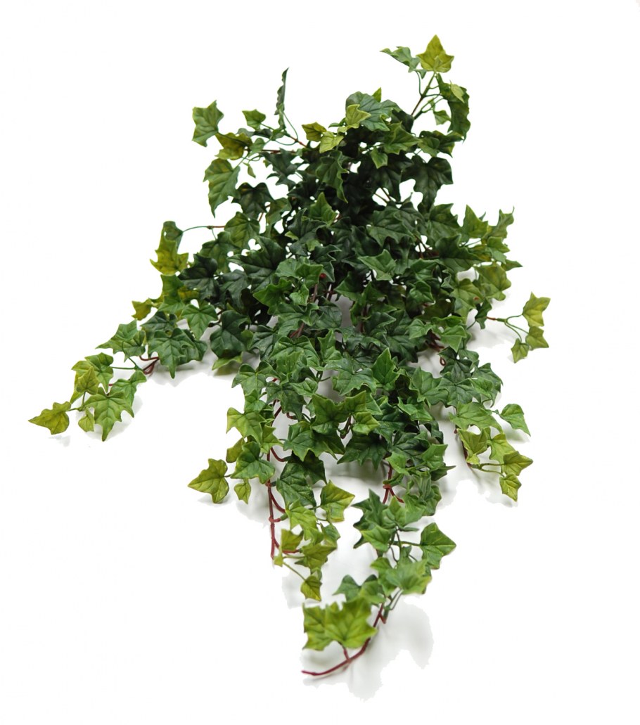 Хедера Хеликс ева