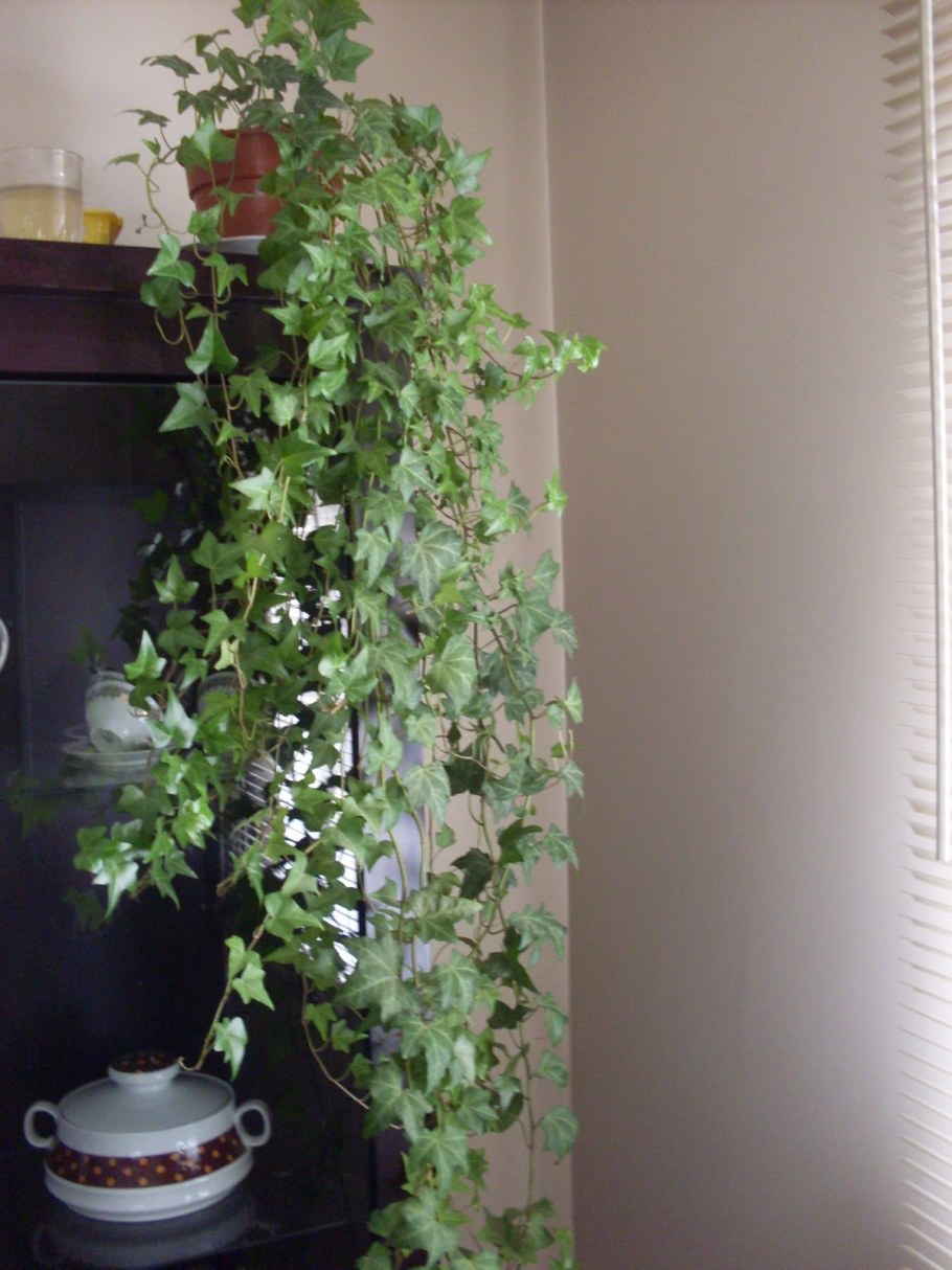 Плющ Хедера