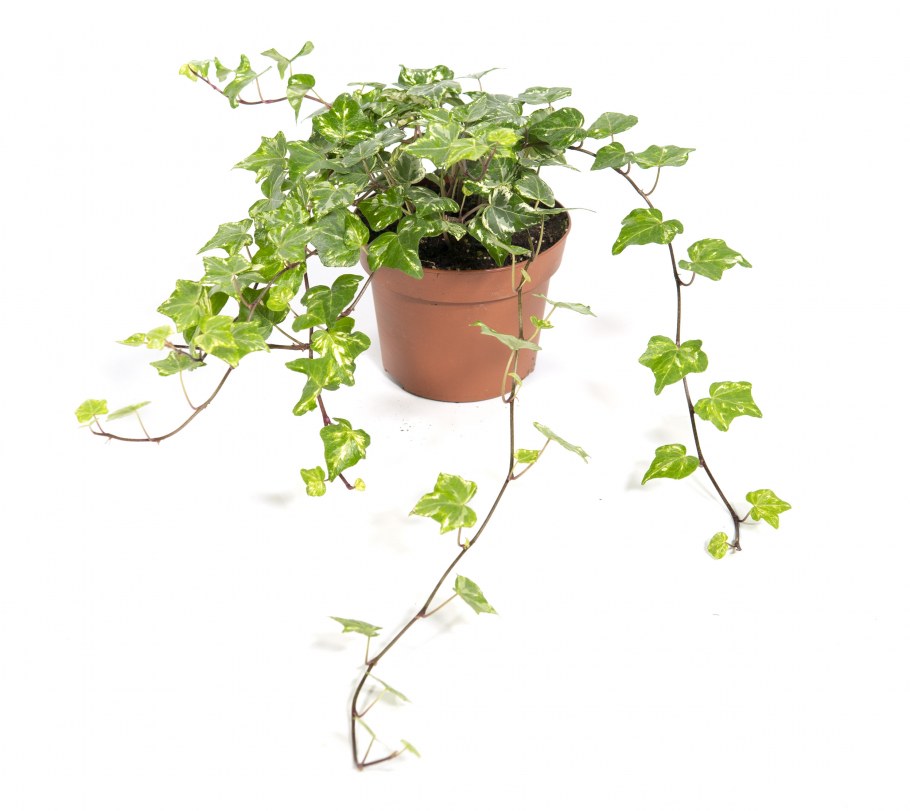 Плющ Хедера комнатный