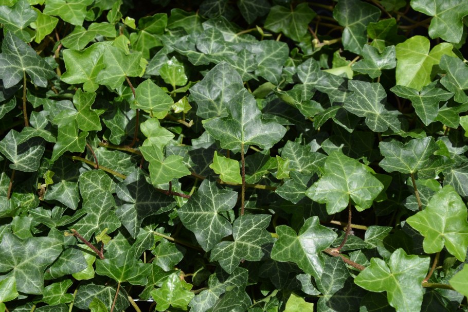 Хедера Хеликс икеа