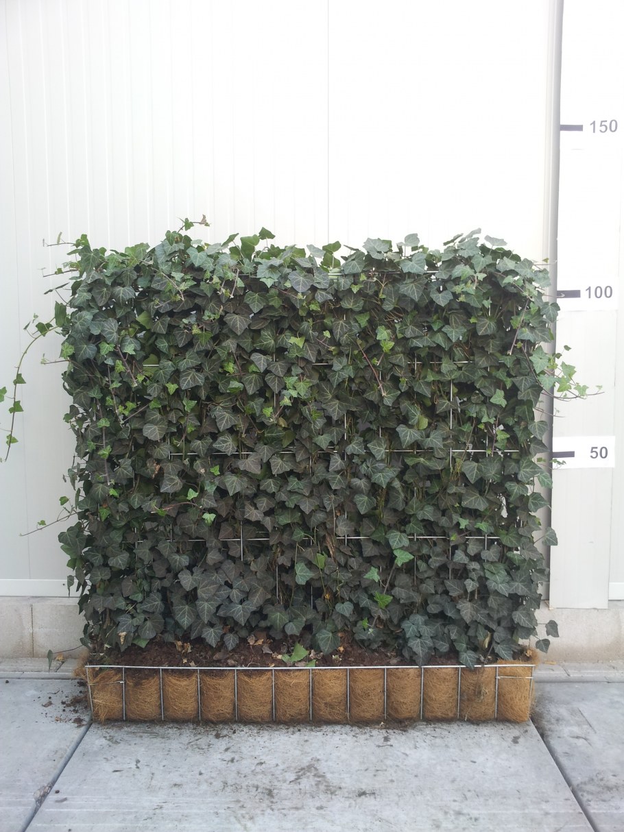 Хедера Хеликс Питтсбург