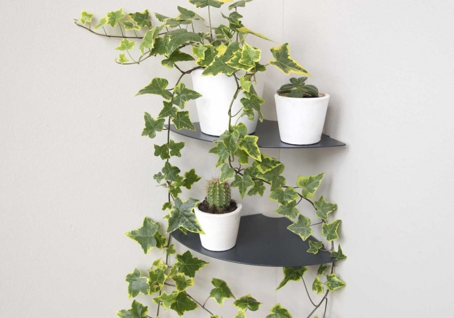 Комнатные растения английский плющ