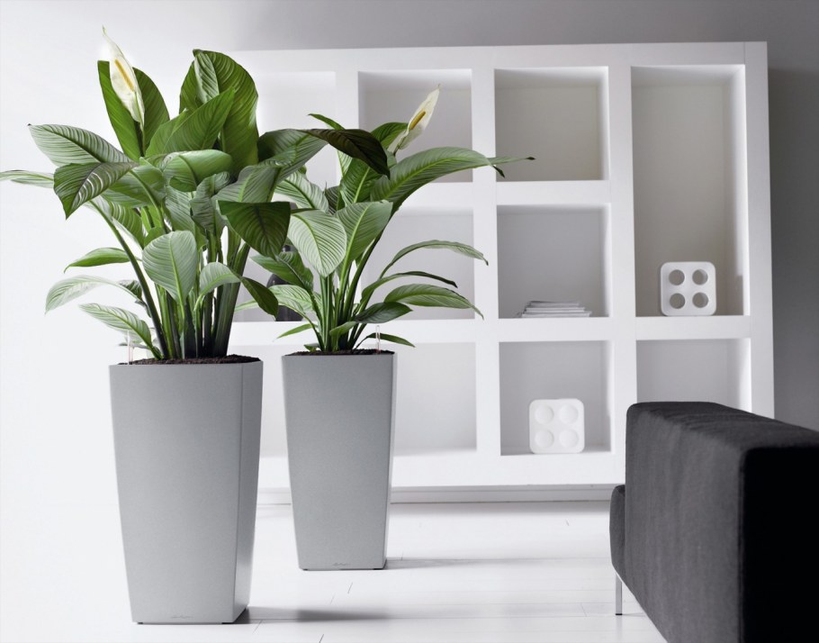 Кашпо Лечуза