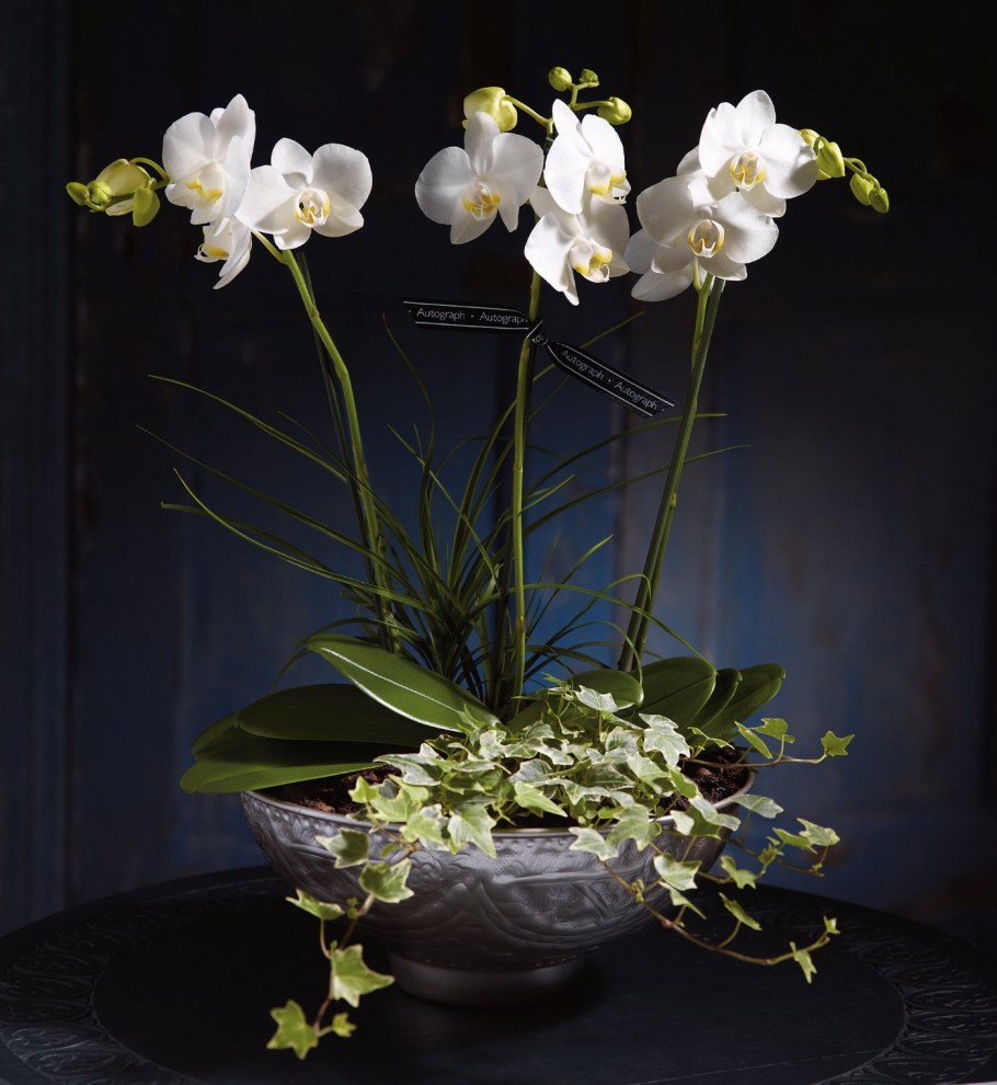 Орхидея с суккулентами