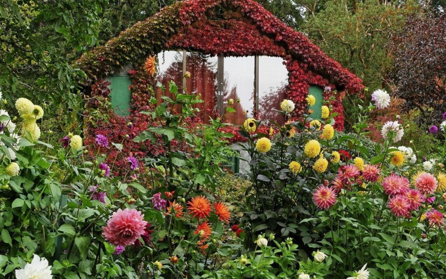 Миксбордер с георгинами