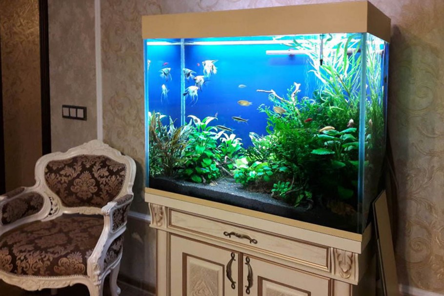 Домашний аквариум
