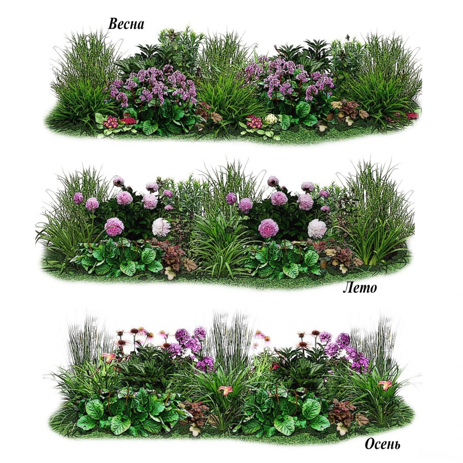 Гарден сад Garden Sad