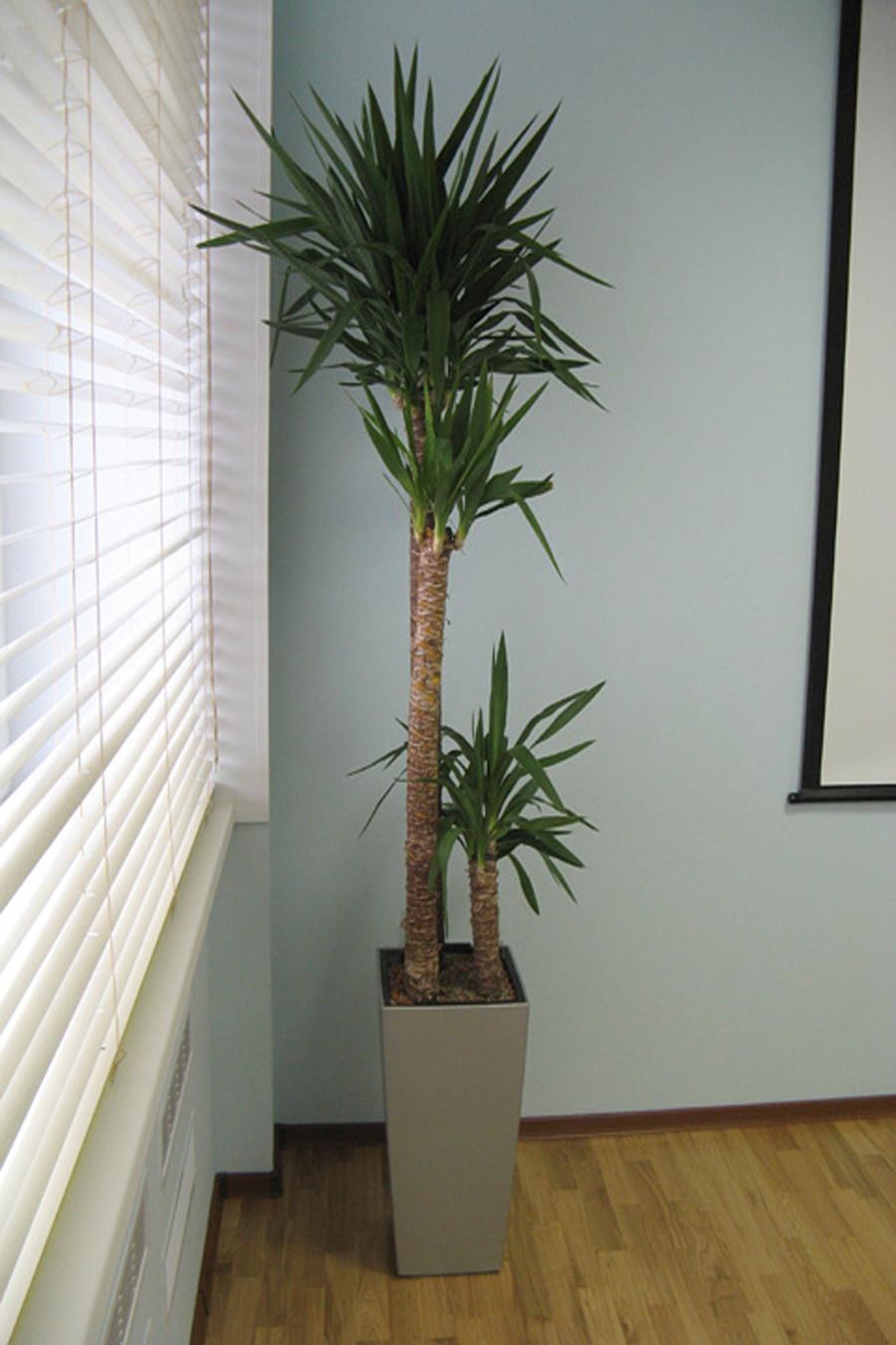 Юкка остролистная Пальма