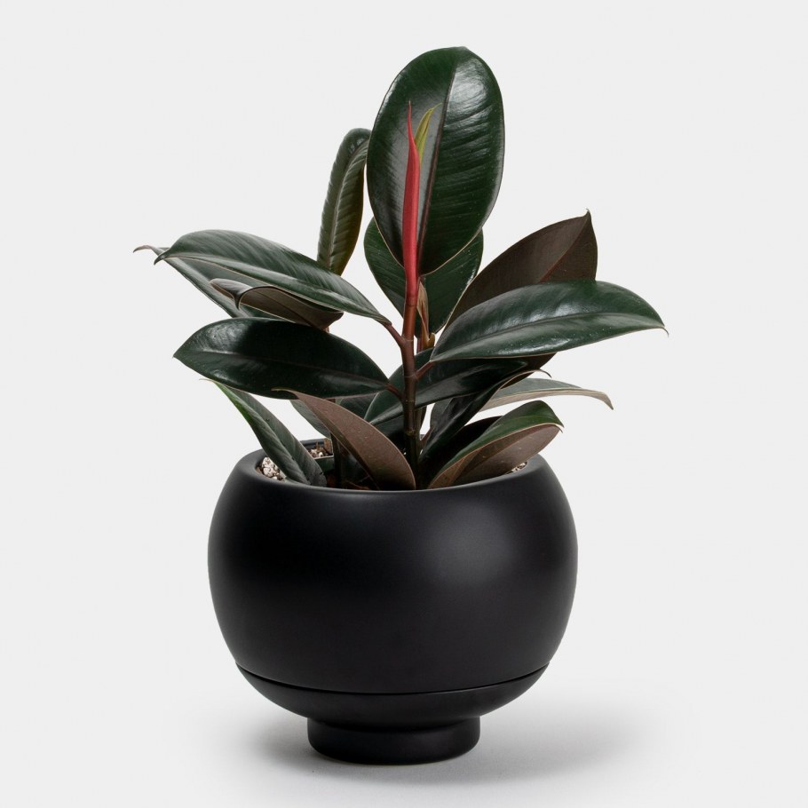 Фикус каучуконосный Абиджан