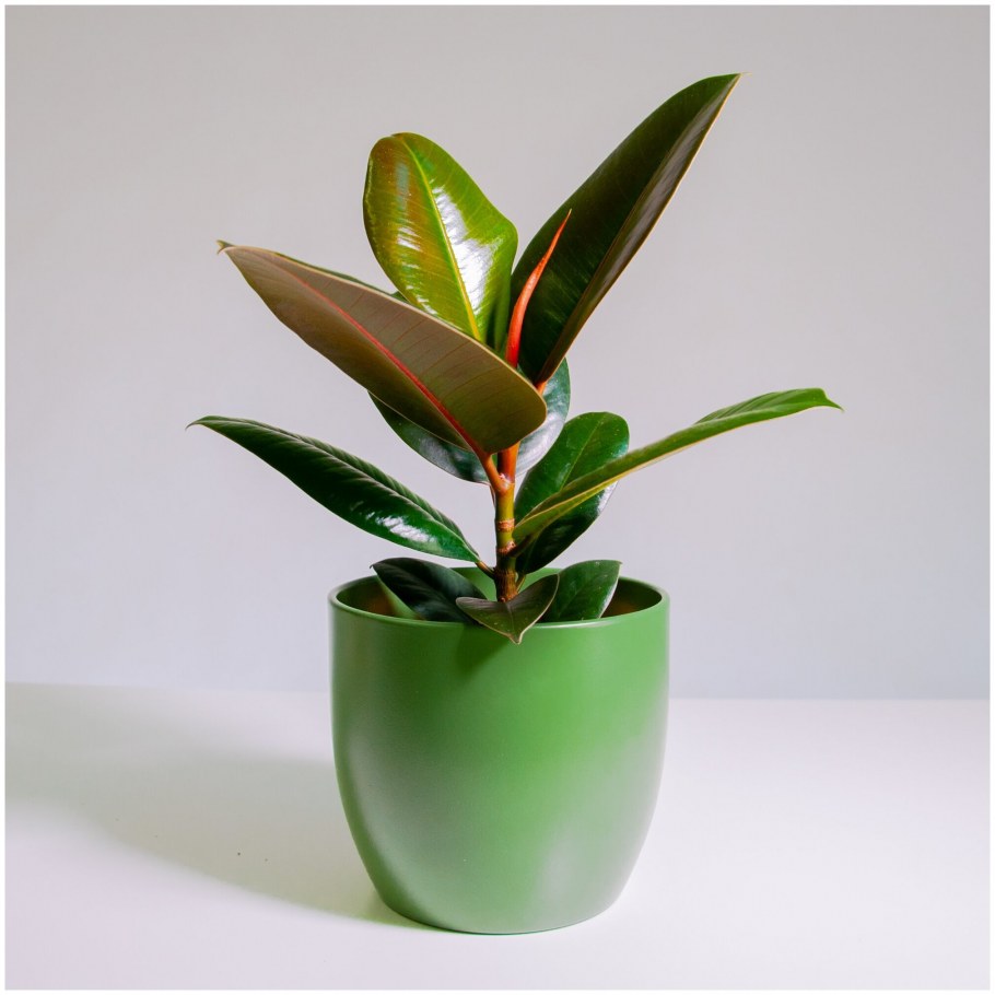 Фикус elastica robusta