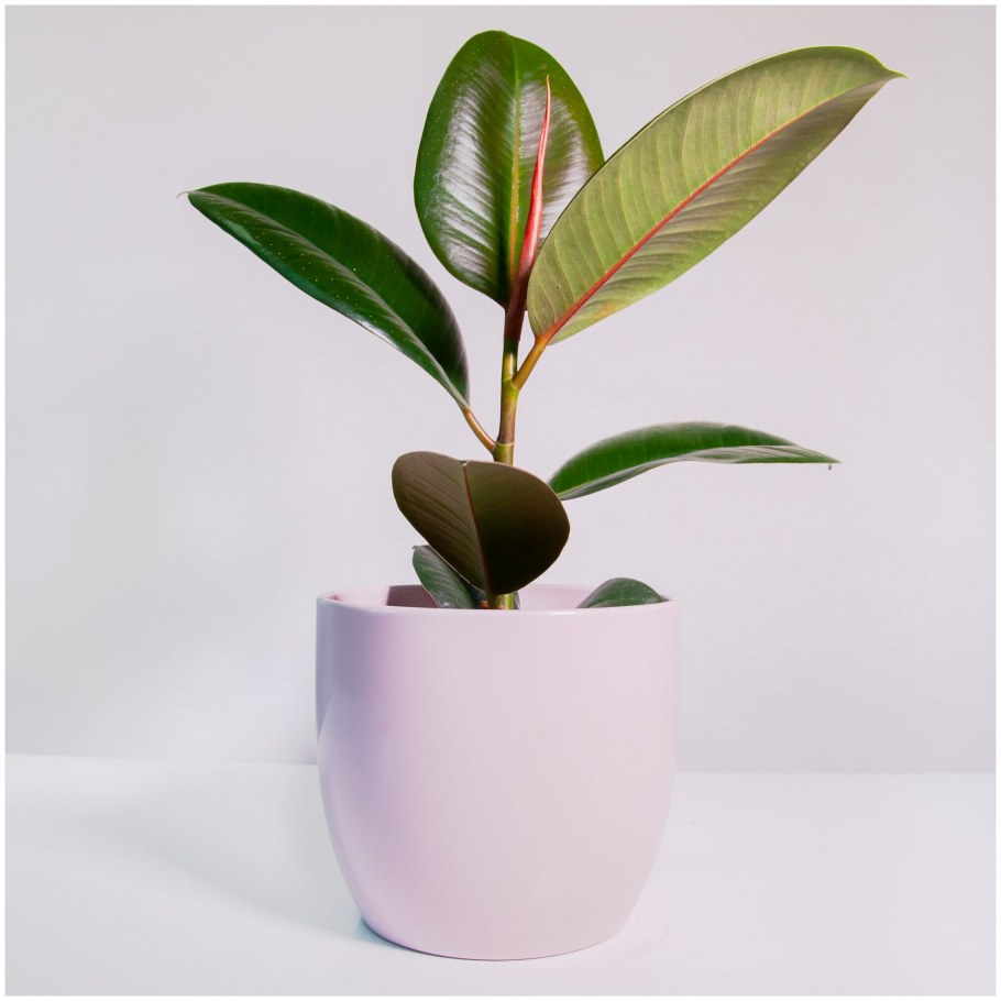 Фикус каучуконосный эластика