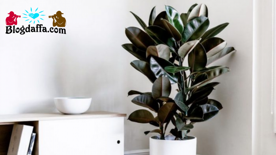 Фикус эластика лирата