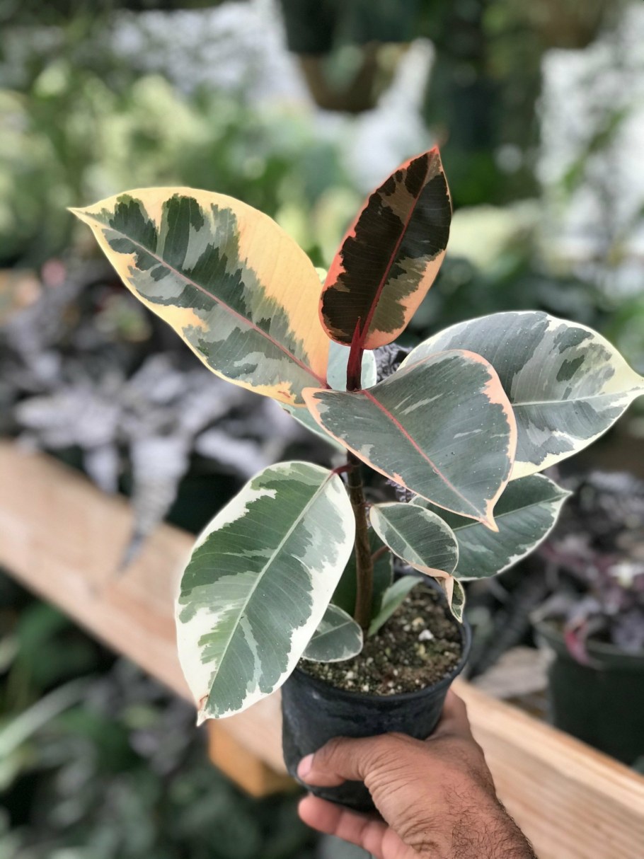 Фикус каучуконосный Тинеке