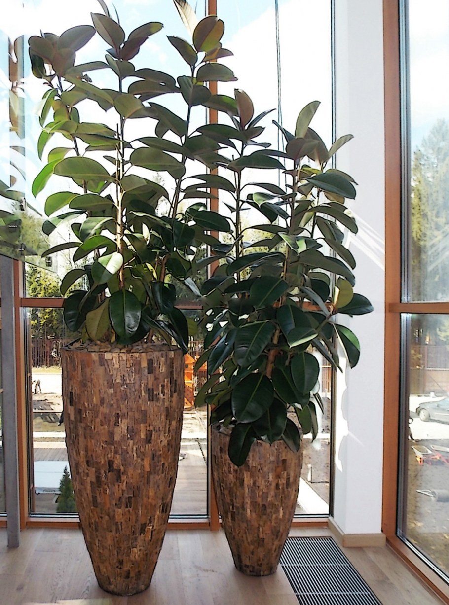 Цветок фикуса