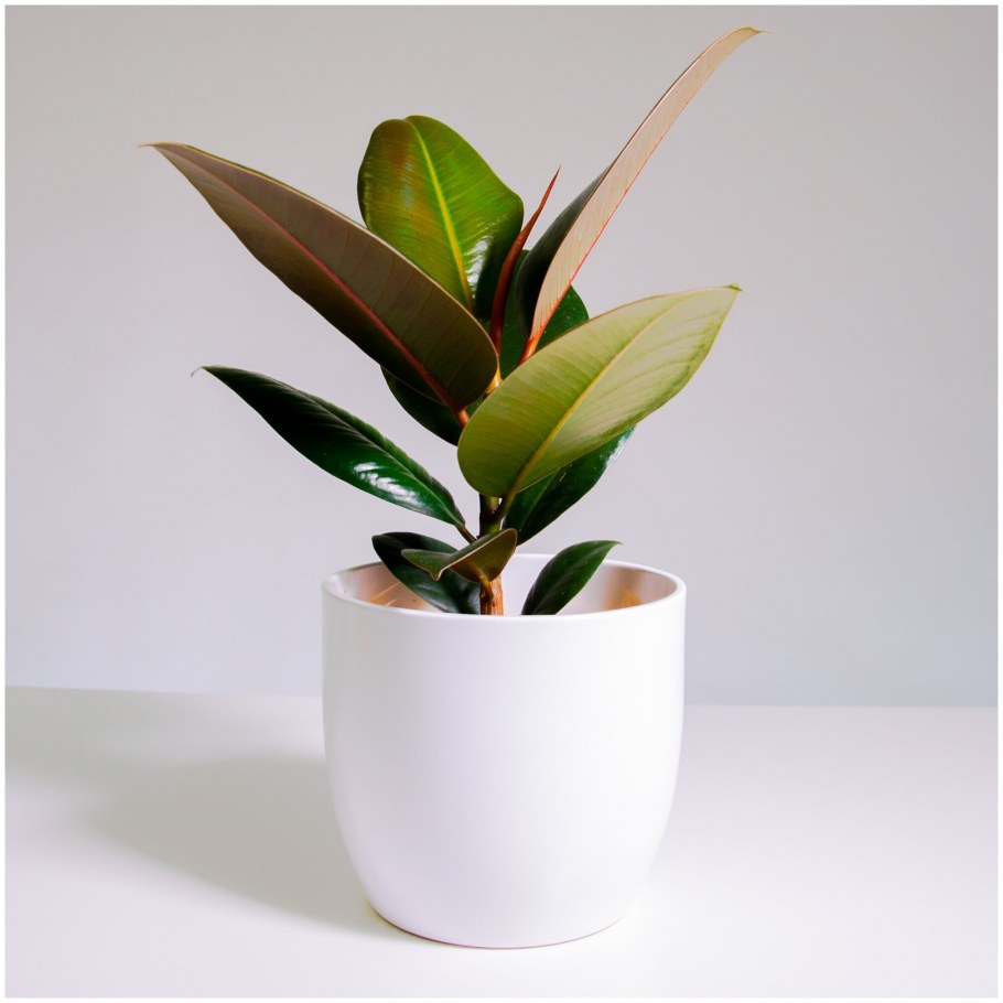 Фикус Сканди