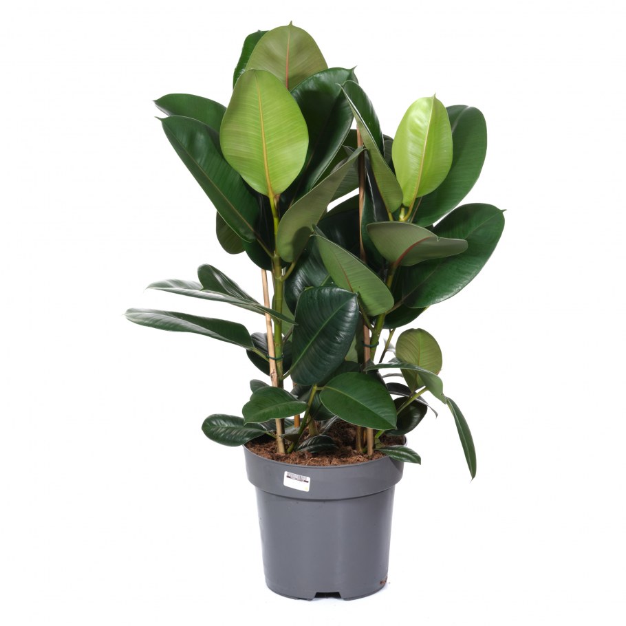 Фикус Белиз и Тинеке