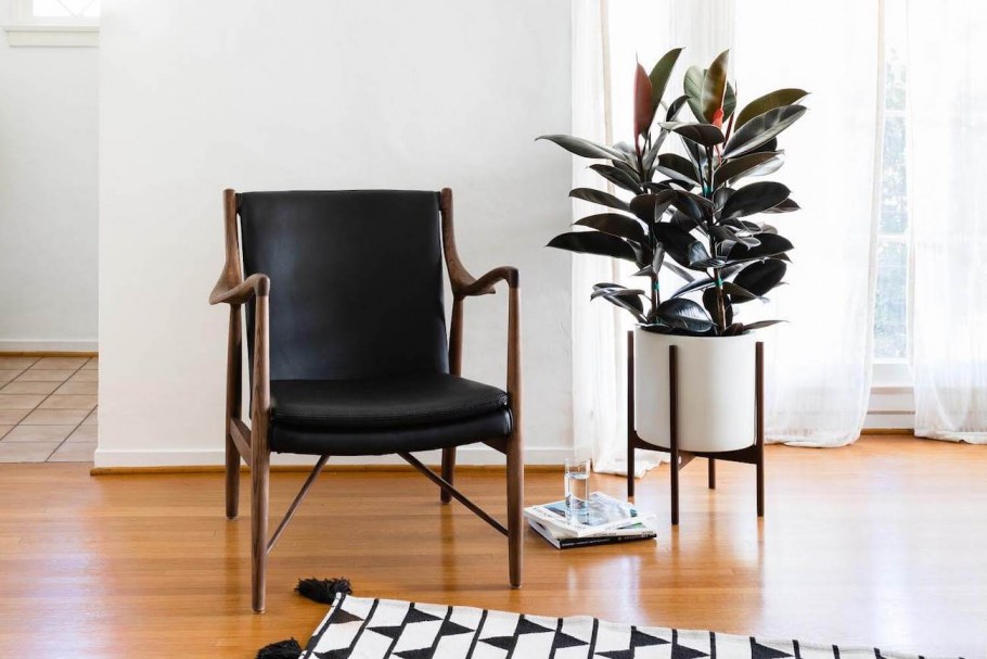 Фикус эластика белая Орхидея в интерьере