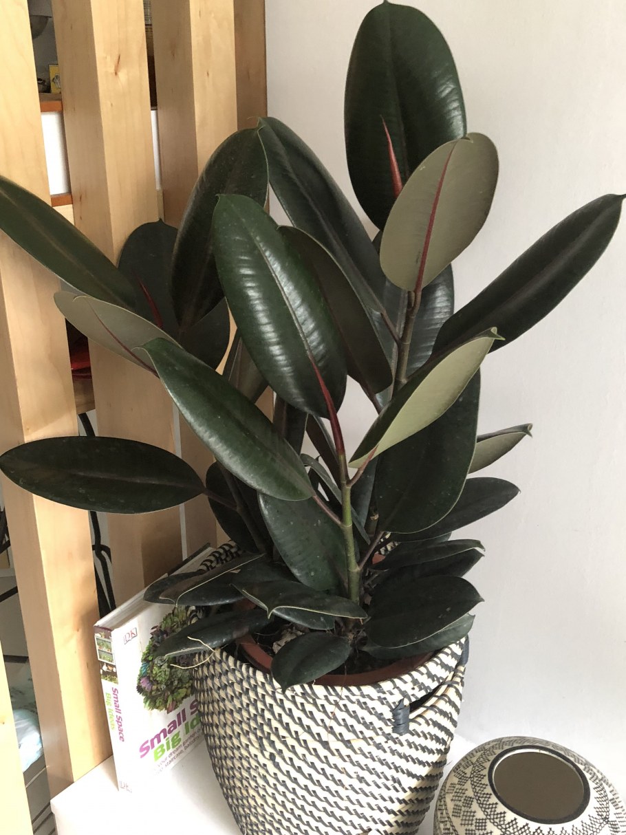 Фикус каучуконосный высокий