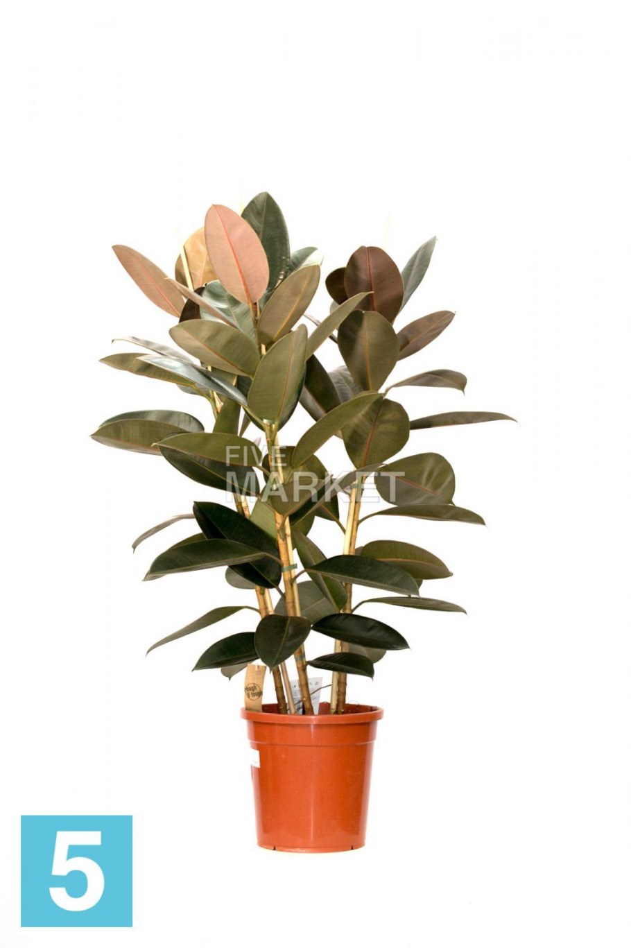 Фикус белый